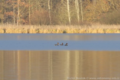 Morčák prostřední (Mergus serrator) Morčák prostřední (Mergus serrator)