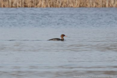 Morčák prostřední (Mergus serrator) Morčák prostřední (Mergus serrator)
