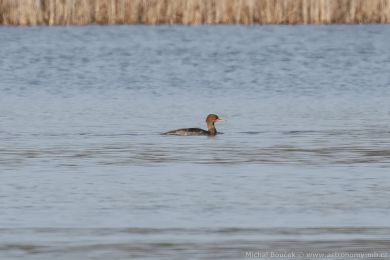 Morčák prostřední (Mergus serrator) Morčák prostřední (Mergus serrator)