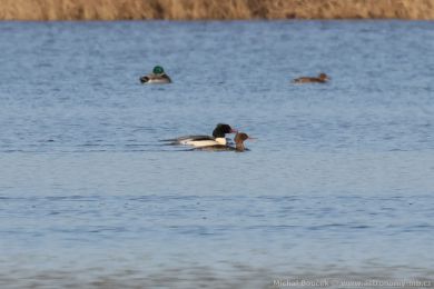 Morčák prostřední (Mergus serrator) Morčák prostřední (Mergus serrator)