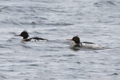 Morčák prostřední (Mergus serrator) Morčák prostřední (Mergus serrator)