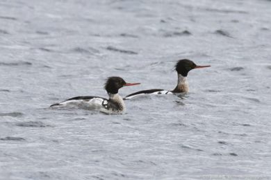 Morčák prostřední (Mergus serrator) Morčák prostřední (Mergus serrator)