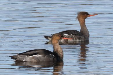 Morčák prostřední (Mergus serrator) Morčák prostřední (Mergus serrator)