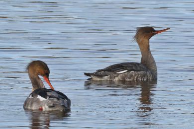 Morčák prostřední (Mergus serrator) Morčák prostřední (Mergus serrator)