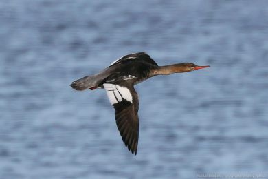 Morčák prostřední (Mergus serrator) Morčák prostřední (Mergus serrator)
