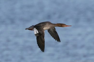 Morčák prostřední (Mergus serrator) Morčák prostřední (Mergus serrator)