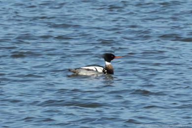Morčák prostřední (Mergus serrator) Morčák prostřední (Mergus serrator)