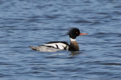 Morčák prostřední (Mergus serrator) Morčák prostřední (Mergus serrator)