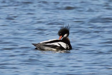Morčák prostřední (Mergus serrator) Morčák prostřední (Mergus serrator)