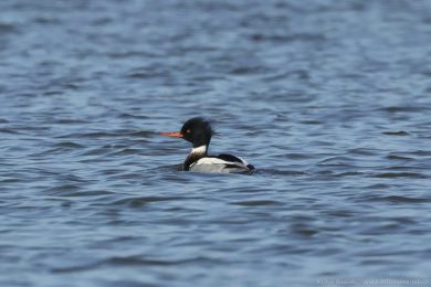 Morčák prostřední (Mergus serrator) Morčák prostřední (Mergus serrator)