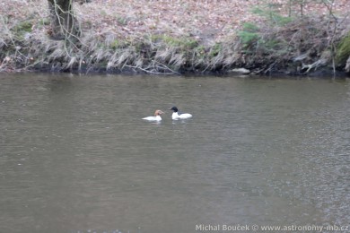 Morčák velký (Mergus merganser) Morčák velký (Mergus merganser)