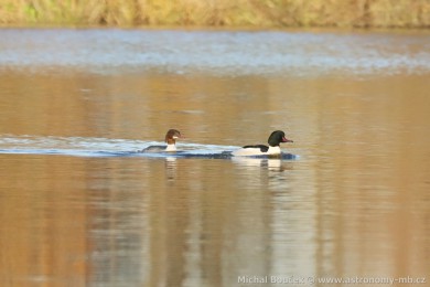 Morčák velký (Mergus merganser) Morčák velký (Mergus merganser)