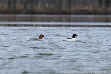 Morčák velký (Mergus merganser) Morčák velký (Mergus merganser)