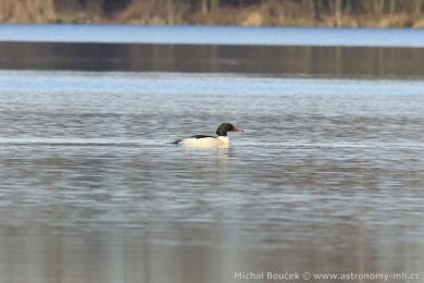 Morčák velký (Mergus merganser) Morčák velký (Mergus merganser)
