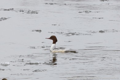 Morčák velký (Mergus merganser) Morčák velký (Mergus merganser)