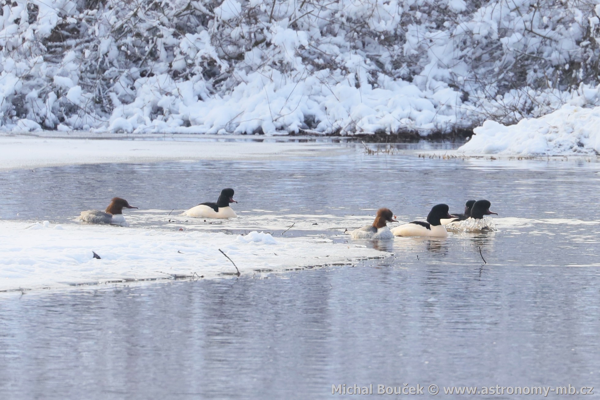 Morák velký (Mergus merganser)