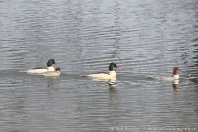 Morčák velký (Mergus merganser) Morčák velký (Mergus merganser)