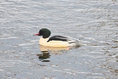 Morčák velký (Mergus merganser) Morčák velký (Mergus merganser)