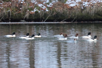 Morčák velký (Mergus merganser) Morčák velký (Mergus merganser)