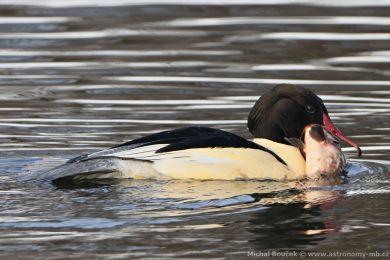 Morčák velký (Mergus merganser) Morčák velký (Mergus merganser)