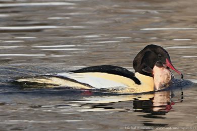 Morčák velký (Mergus merganser) Morčák velký (Mergus merganser)