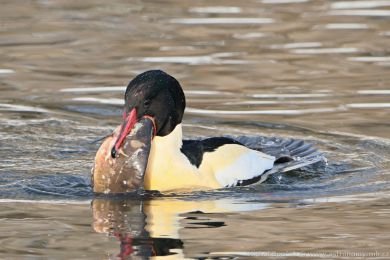 Morčák velký (Mergus merganser) Morčák velký (Mergus merganser)