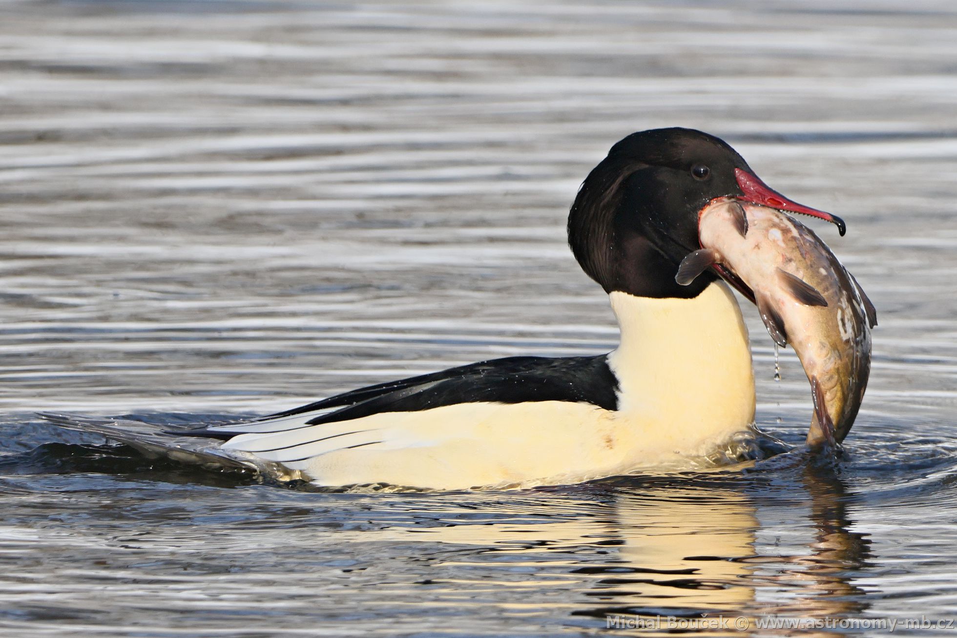 Morák velký (Mergus merganser)