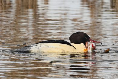 Morčák velký (Mergus merganser) Morčák velký (Mergus merganser)
