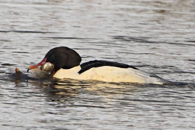 Morčák velký (Mergus merganser) Morčák velký (Mergus merganser)