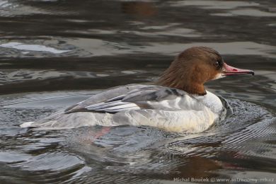 Morčák velký (Mergus merganser) Morčák velký (Mergus merganser)