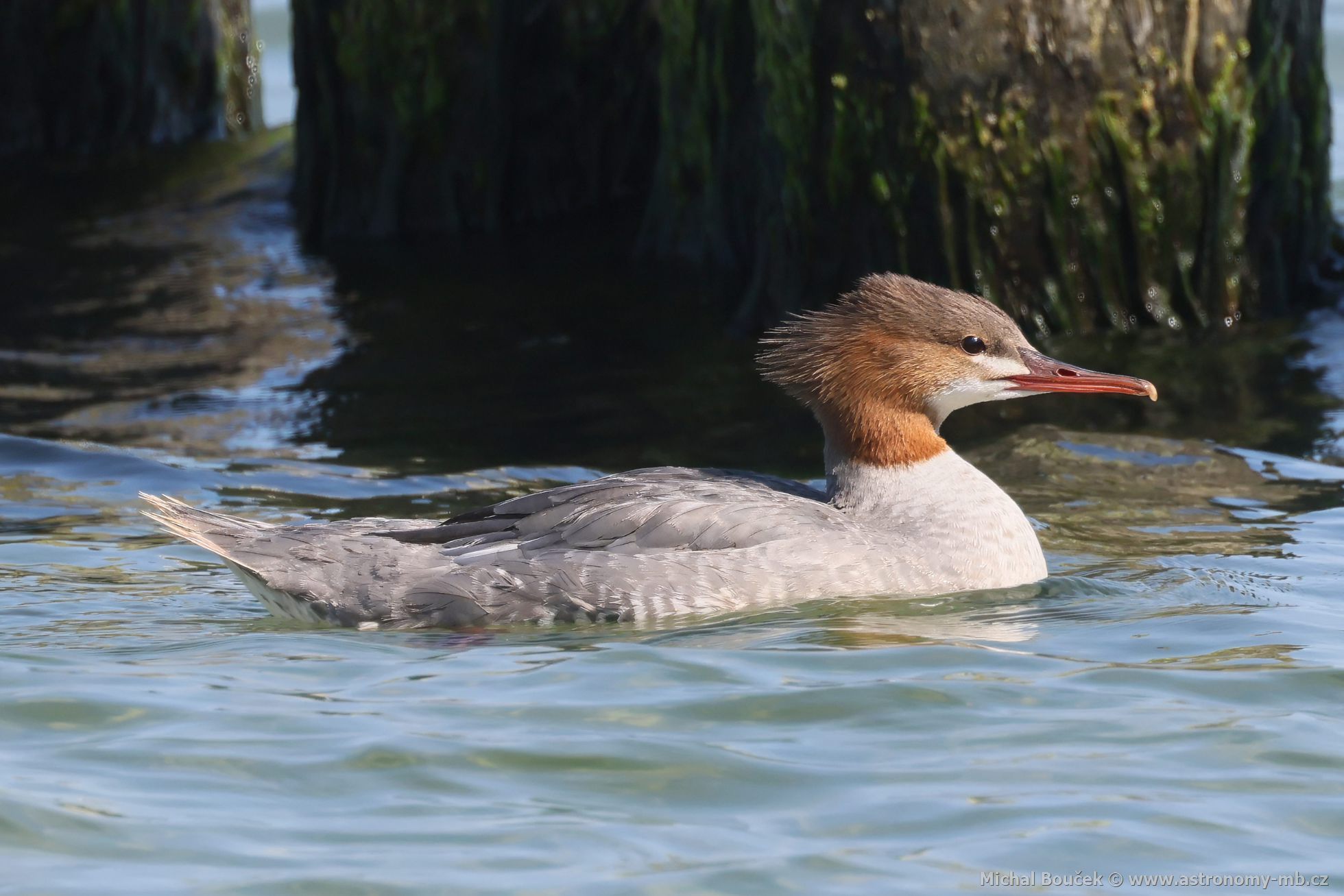 Morák velký (Mergus merganser)