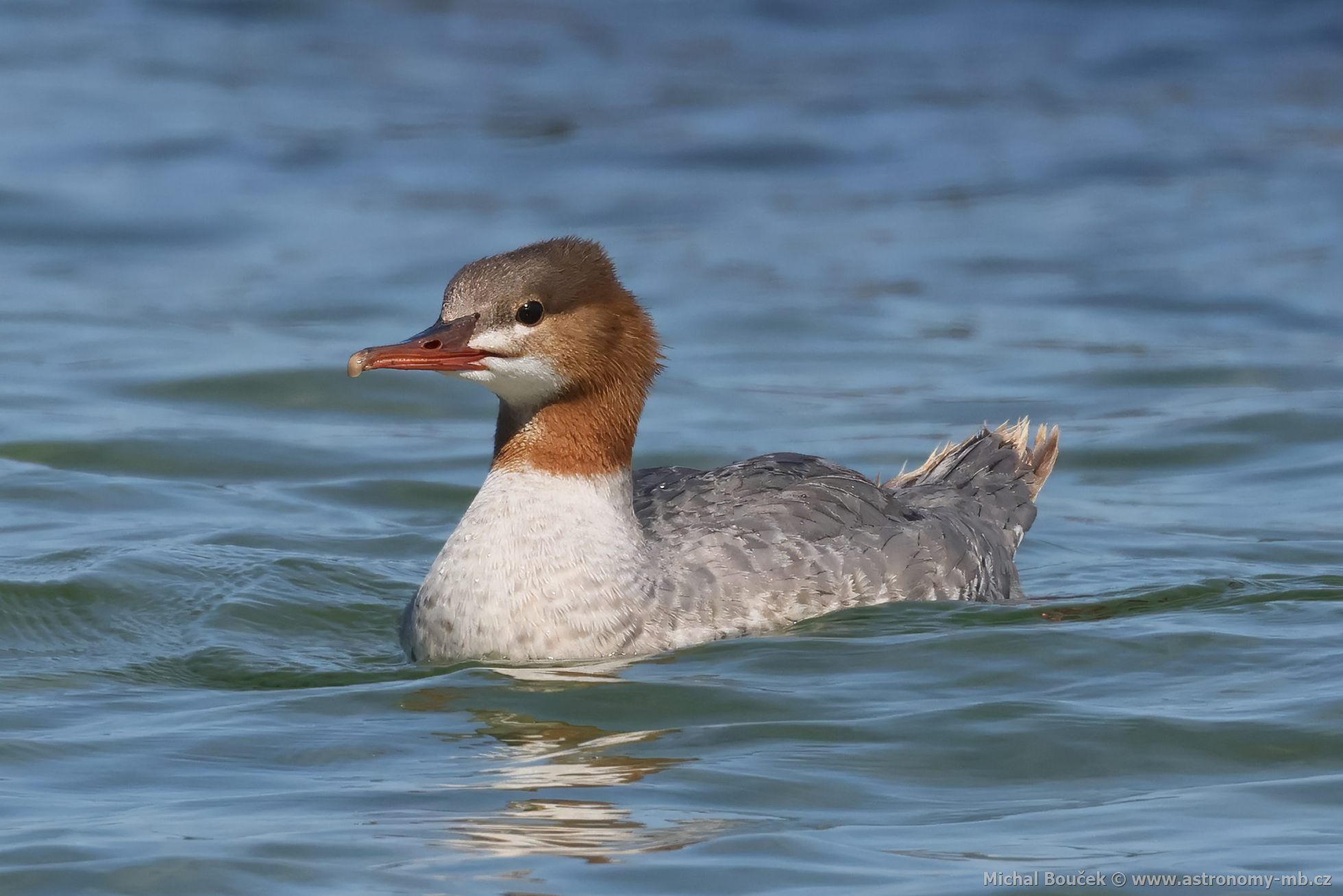 Morák velký (Mergus merganser)