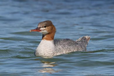Morčák velký (Mergus merganser) Morčák velký (Mergus merganser)
