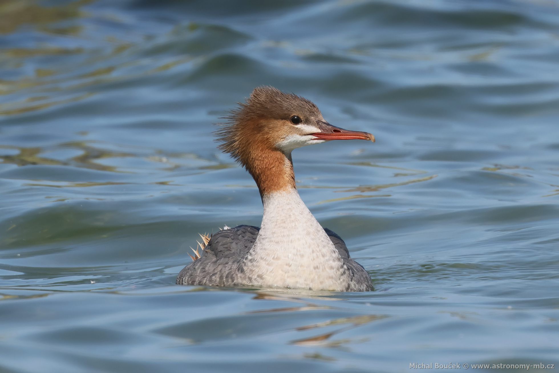 Morák velký (Mergus merganser)