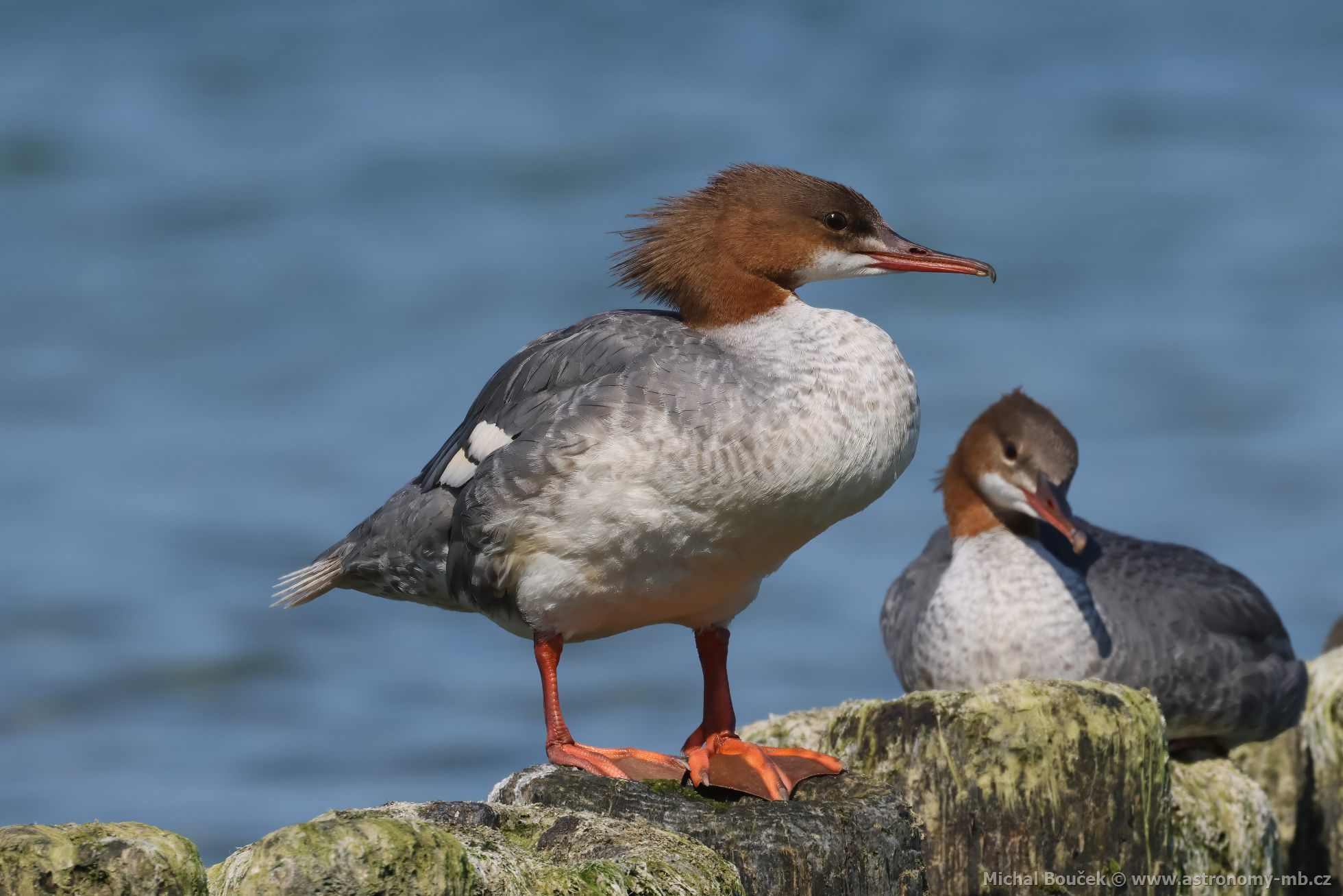 Morák velký (Mergus merganser)