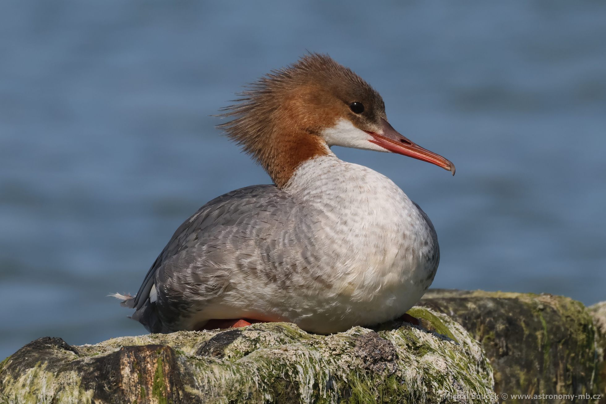 Morák velký (Mergus merganser)