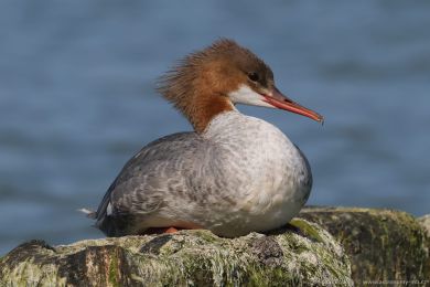 Morčák velký (Mergus merganser) Morčák velký (Mergus merganser)