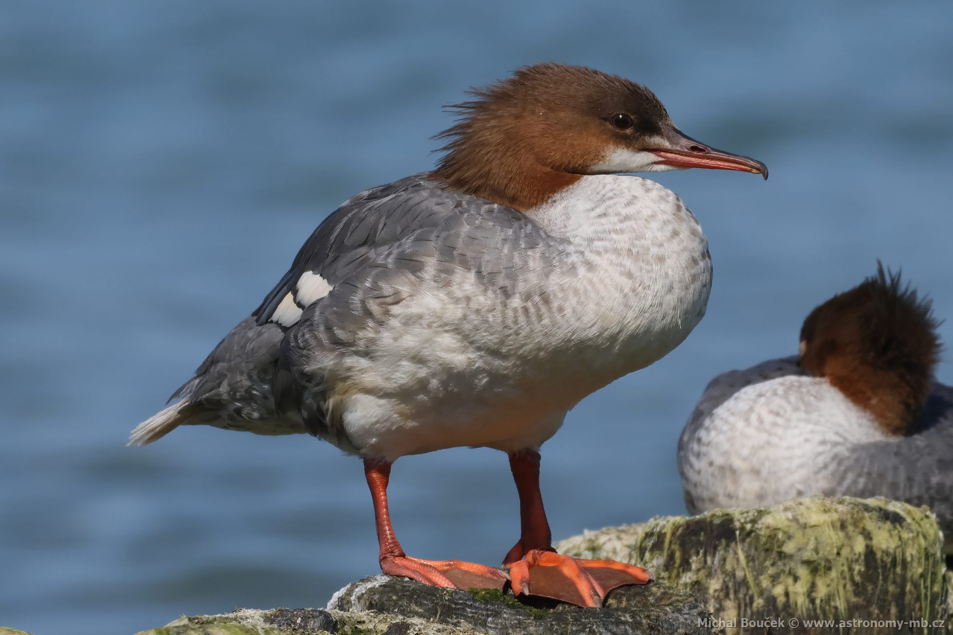 Morák velký (Mergus merganser)