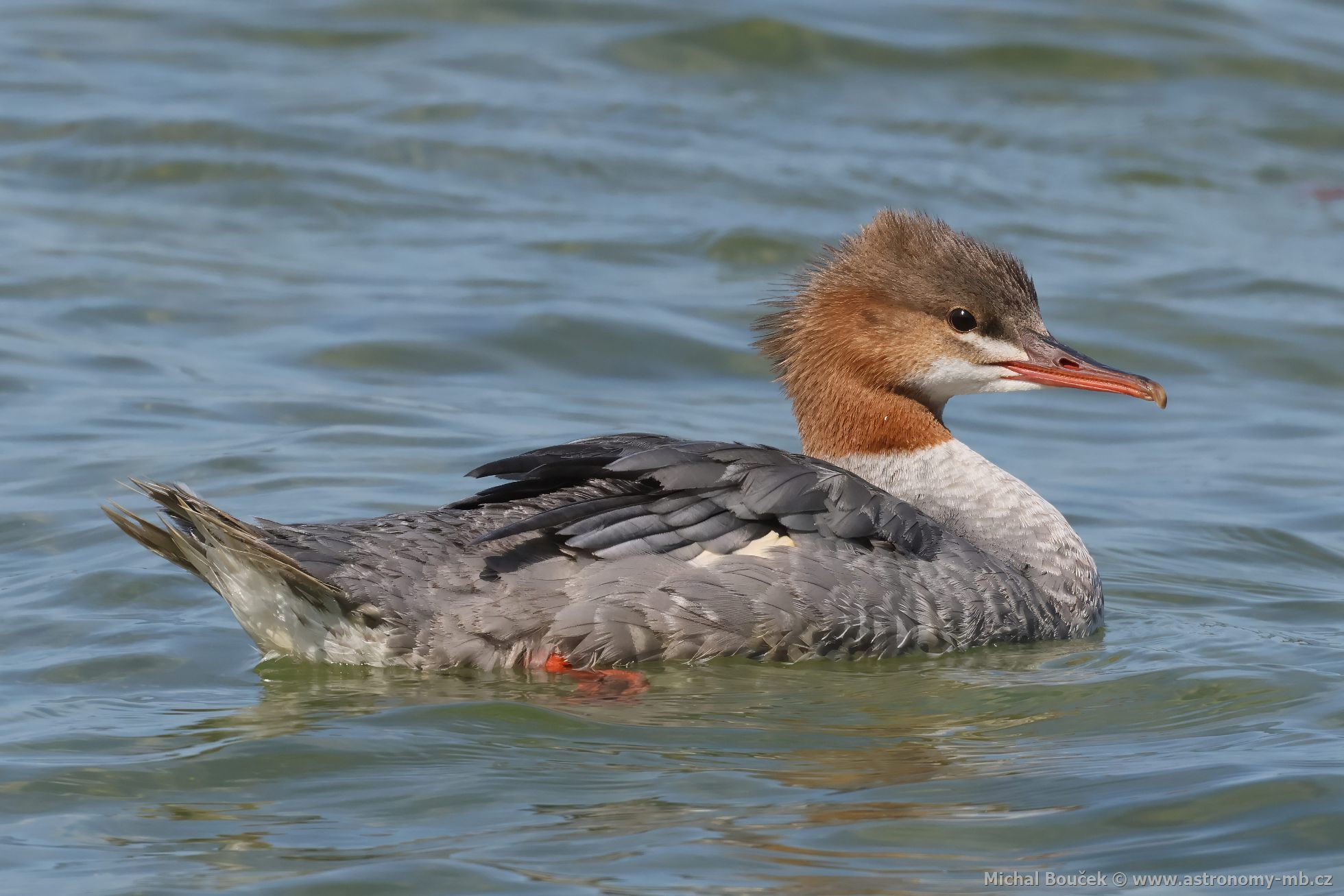 Morák velký (Mergus merganser)