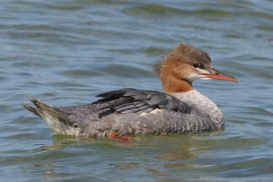 Morčák velký (Mergus merganser) Morčák velký (Mergus merganser)