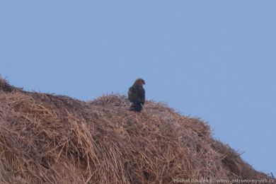 Moták stepní (Circus macrourus)