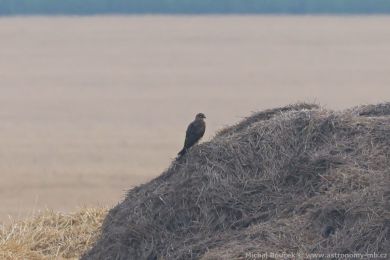 Moták stepní (Circus macrourus)