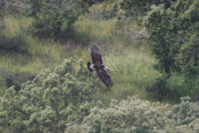 Orel iberský (Aquila adalberti) Orel iberský (Aquila adalberti)