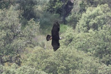 Orel iberský (Aquila adalberti) Orel iberský (Aquila adalberti)