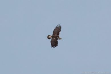 Orel iberský (Aquila adalberti) Orel iberský (Aquila adalberti)