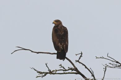 Orel k�iklav&yacute; (Clanga pomarina)