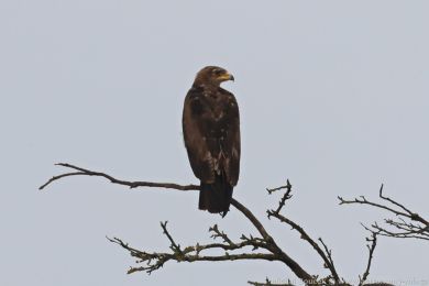 Orel k�iklav&yacute; (Clanga pomarina)