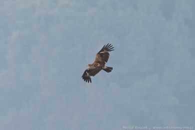 Orel k�iklav&yacute; (Clanga pomarina)