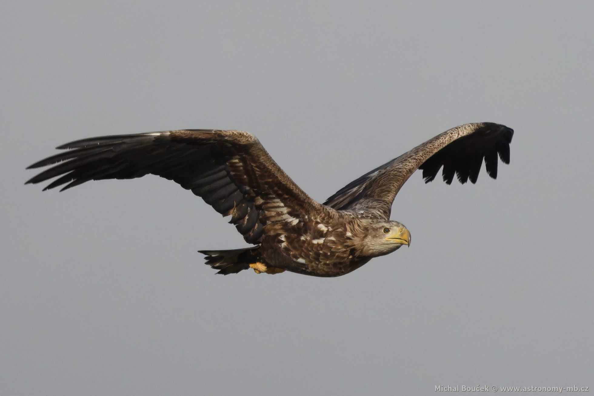 Orel mořský (Haliaeetus albicilla) Orel mořský (Haliaeetus albicilla)
