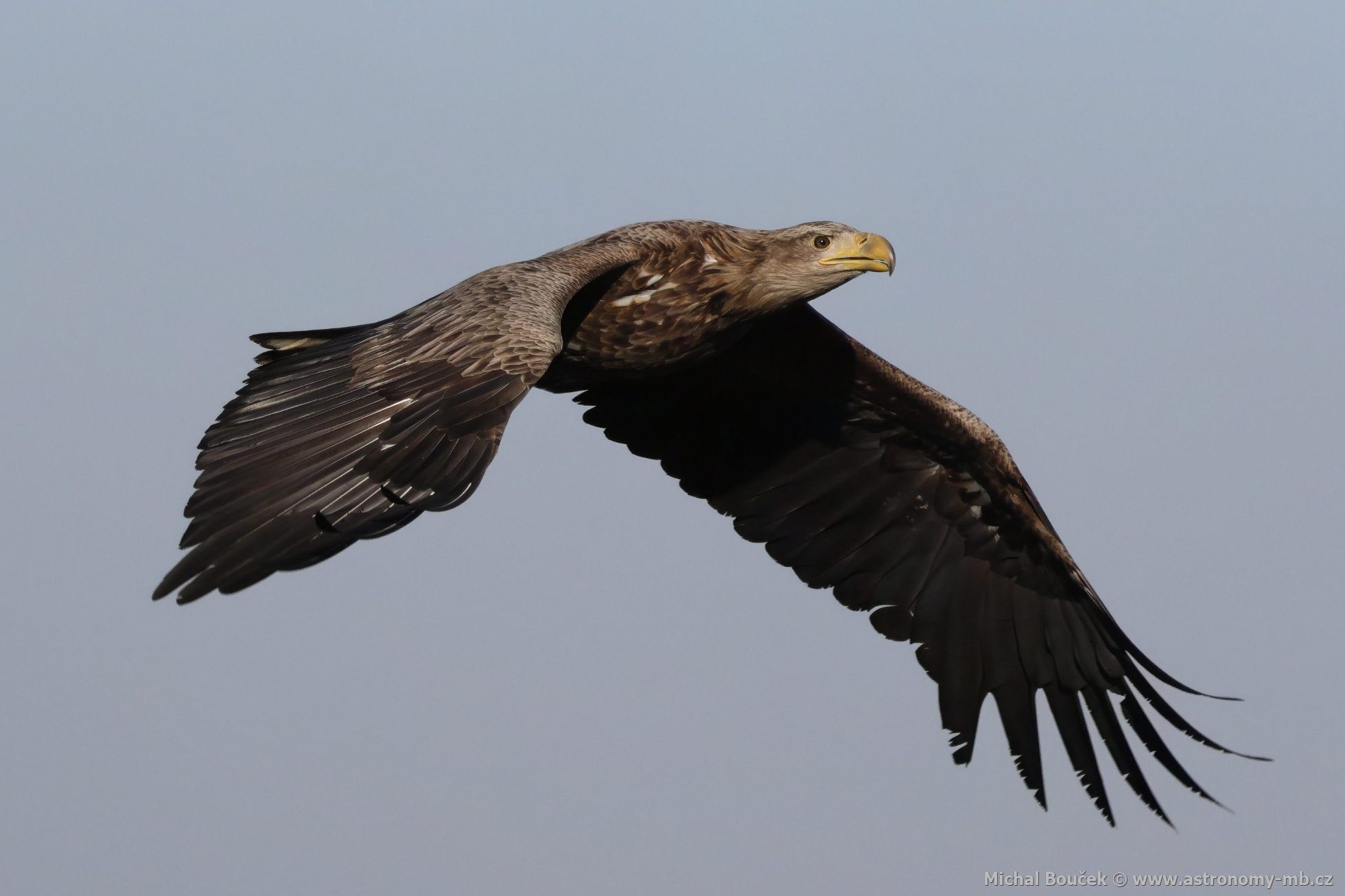 Orel mořský (Haliaeetus albicilla) Orel mořský (Haliaeetus albicilla)